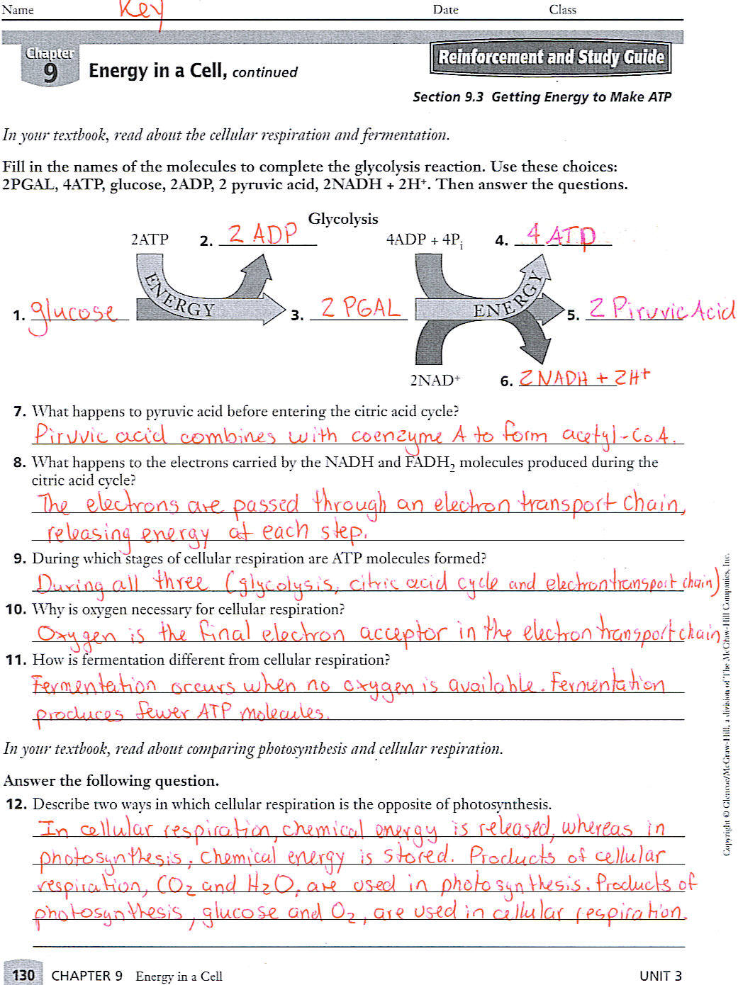 9th grade biology worksheets pdf