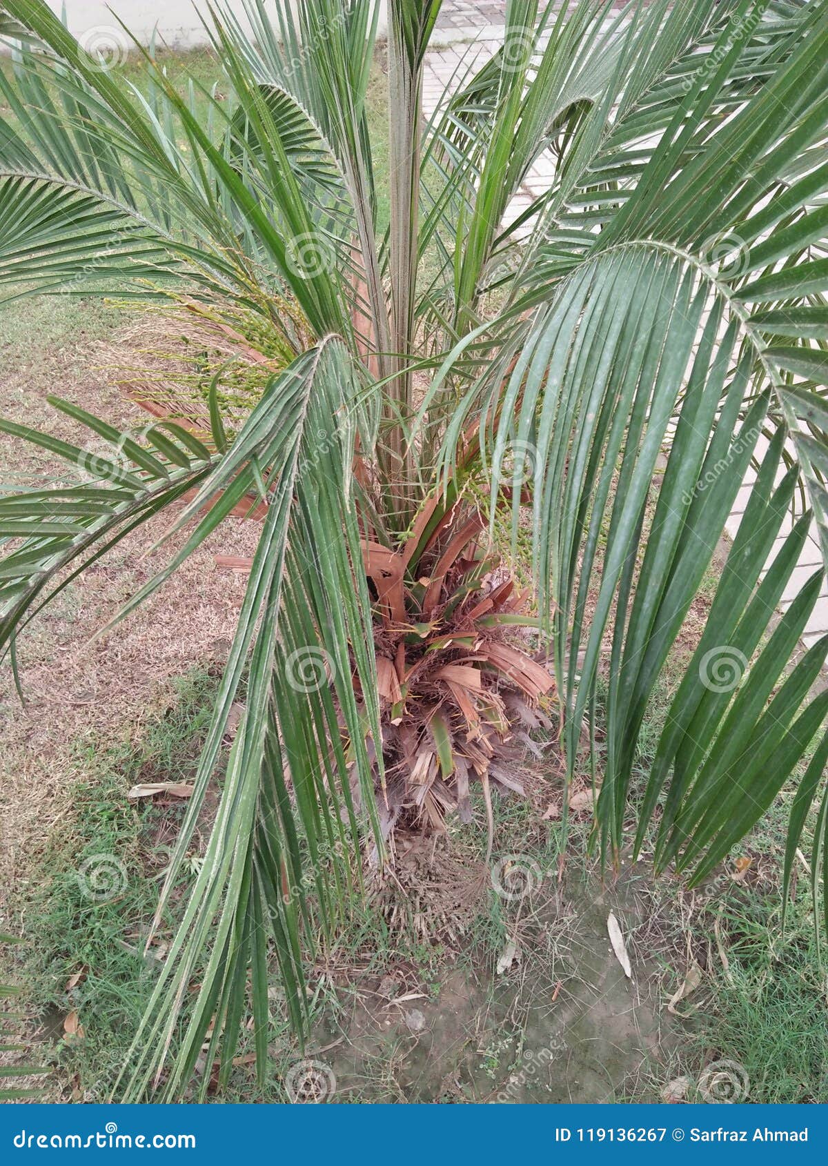 golden cane palm care instructions