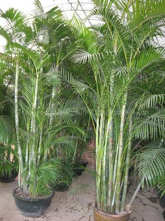 golden cane palm care instructions